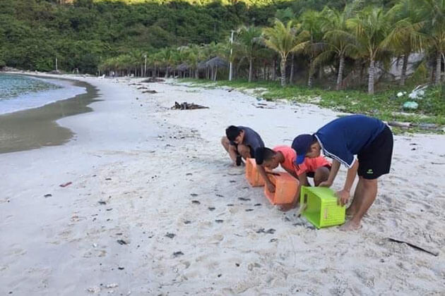 Turtle Hatchling Release on Con Dao Island