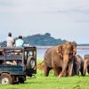 Udawalawe National Park - sri lanka classic tour package