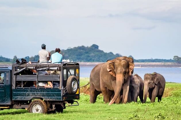 Udawalawe National Park - sri lanka classic tour package
