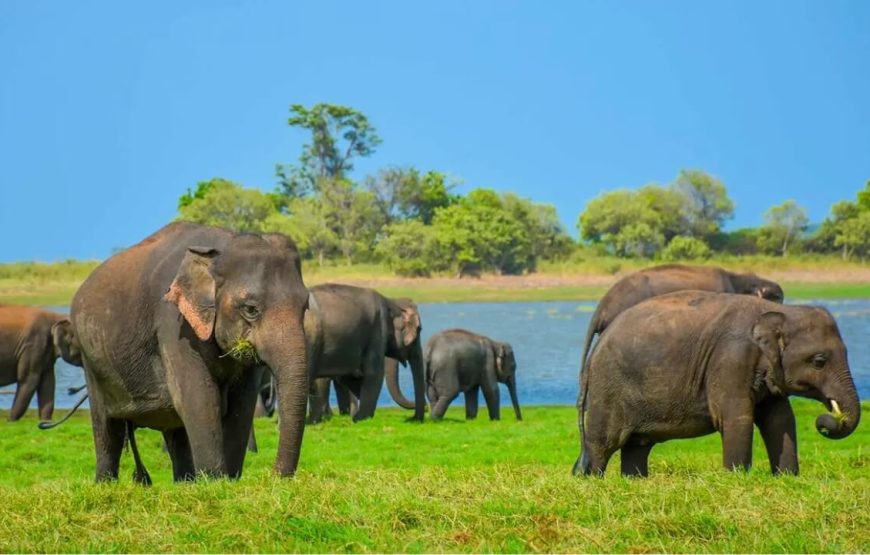 Epic History and Pristine Beaches in Sri Lanka – 16 Days