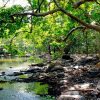 Wilpattu National Park - sri lanka 2 weeks budget