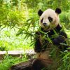 China tours - Wolong In-depth Panda Tour