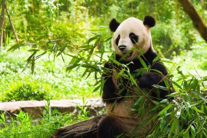 China tours - Wolong In-depth Panda Tour