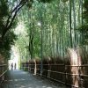 bamboo groves of Arashiyama