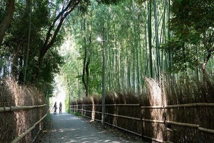 bamboo groves of Arashiyama