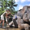 bathe with elephants