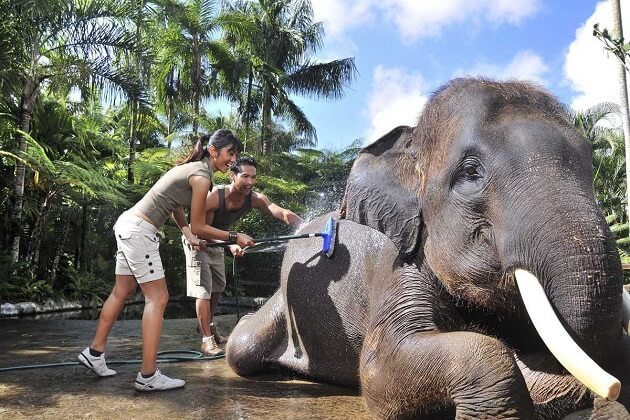 bathe with elephants