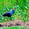 bird in nam cat tien