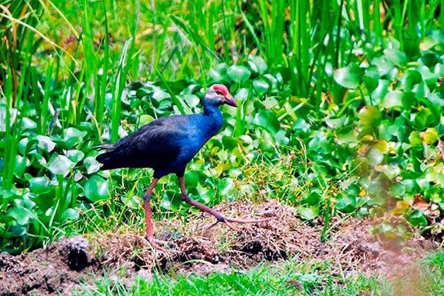 bird in nam cat tien