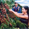 coffee harvest in central highland in vietnam