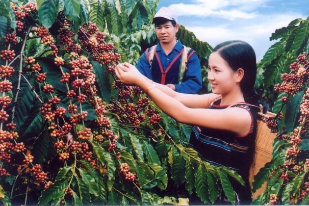 coffee harvest in central highland in vietnam