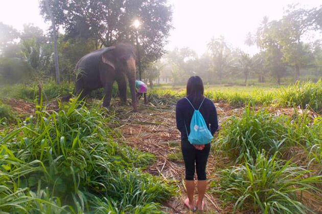 elephants experience - sri lanka tour packages