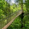 jungle bridge in Batang AI National Park