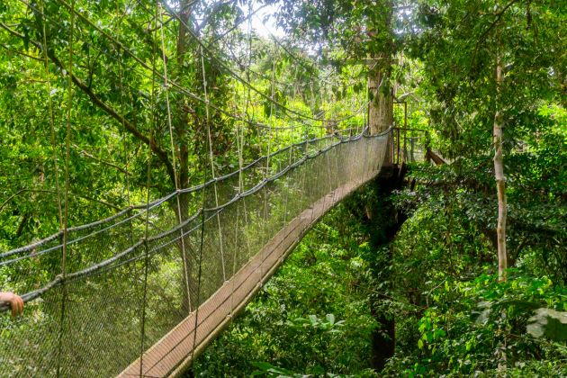jungle bridge in Batang AI National Park