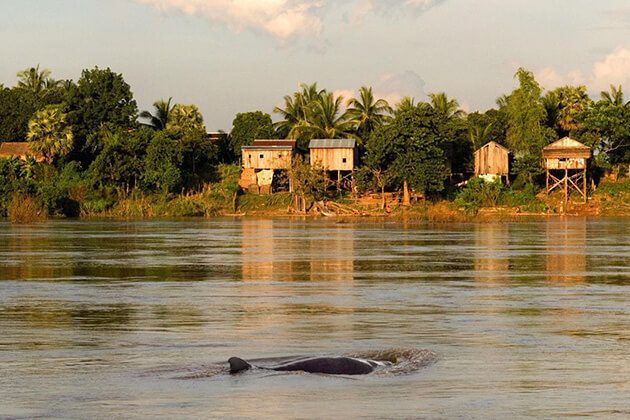 kratie - vietnam cambodia laos myanmar tour