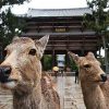 nara deer park - japan south korea taiwan tours