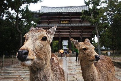 nara deer park - japan south korea taiwan tours