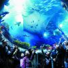 ocean park - hong kong tour package