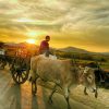 ox cart