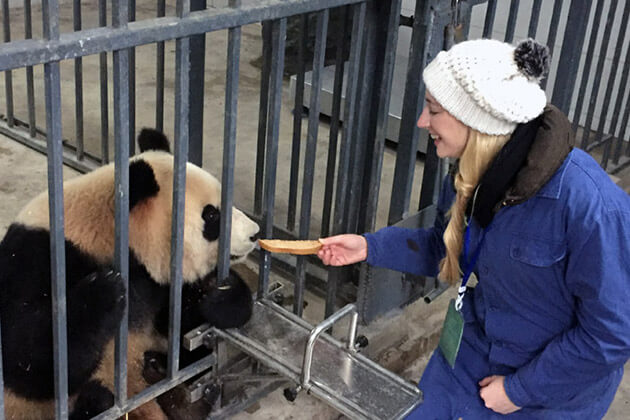 panda - china vacation