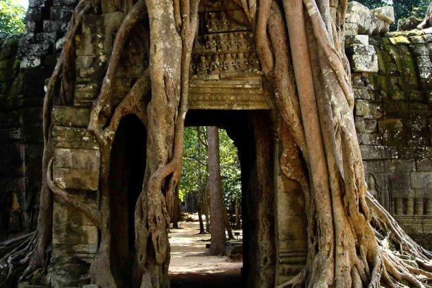 ta prohm in siem reap cambodia