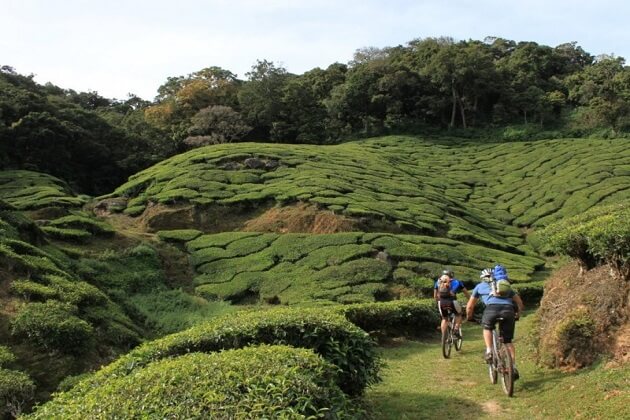 tea plantations - india best cycling