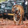 tiger safari - india wildlife safari