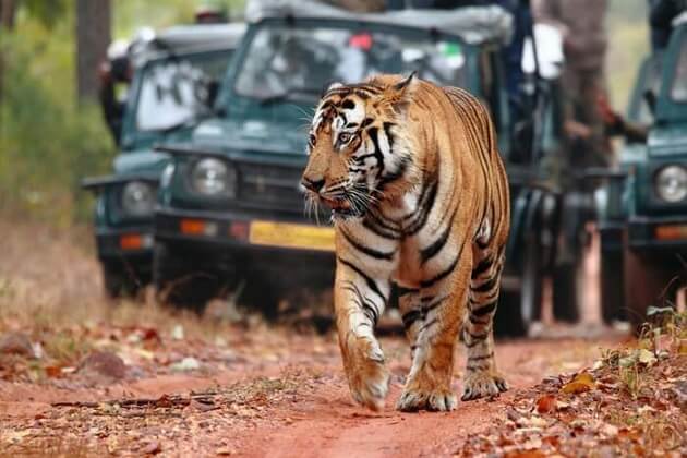 tiger safari - india wildlife safari