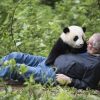travel china panda tour