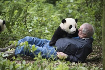 travel china panda tour