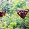wildlife at Batang AI National Park in malaysia