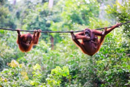 wildlife at Batang AI National Park in malaysia